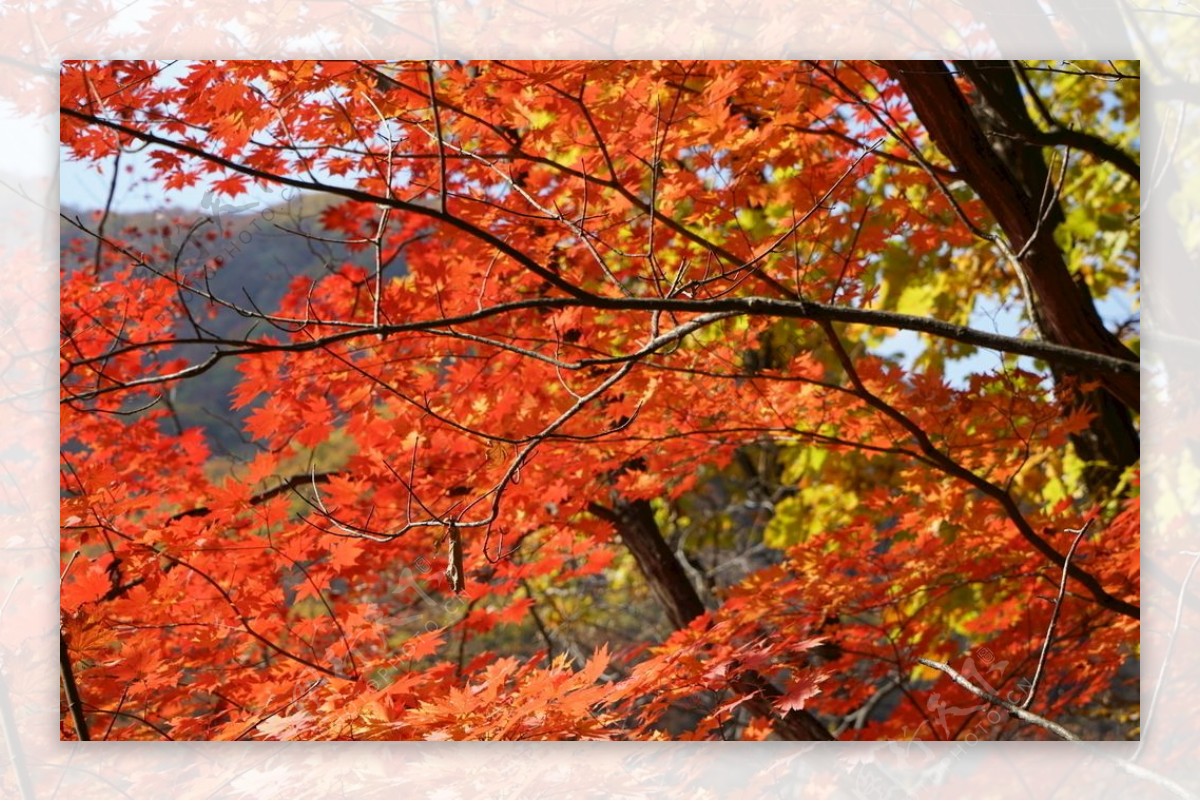 秋天山里火红的枫叶图片