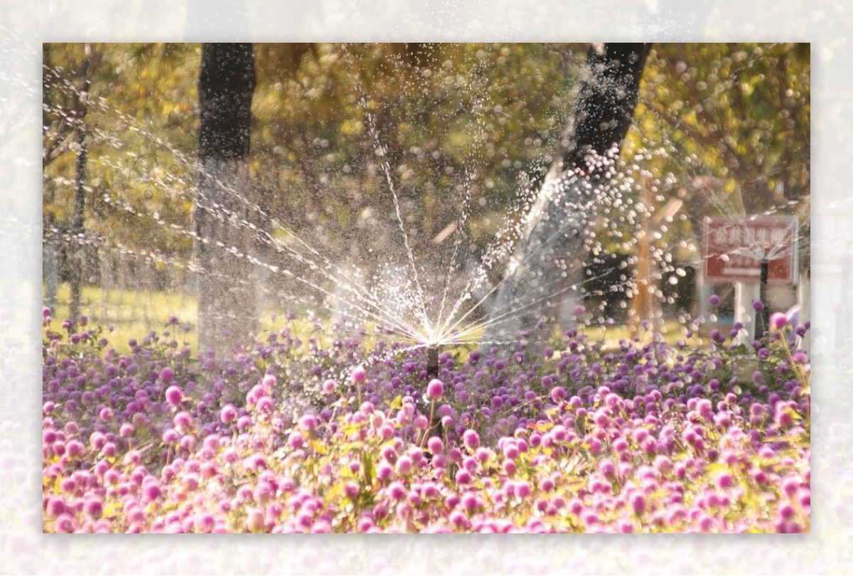 花圃灌溉图片