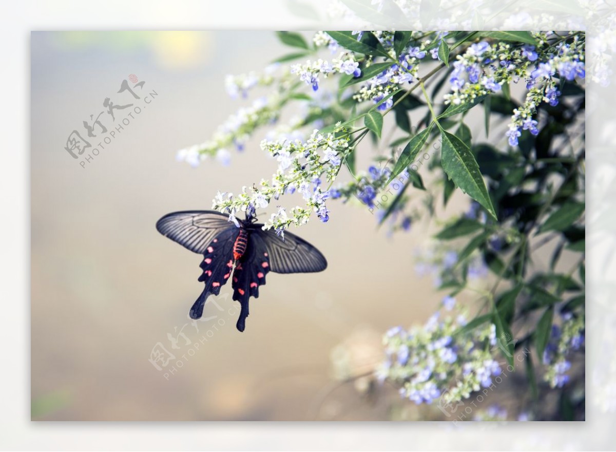 燕尾蝶花朵自然风光背景海报素材图片