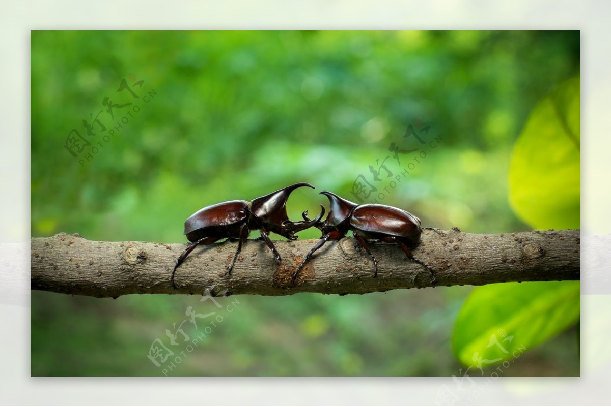 两个小甲虫摄影图片