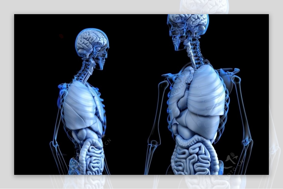 女性内脏3D模型 - TurboSquid 966689