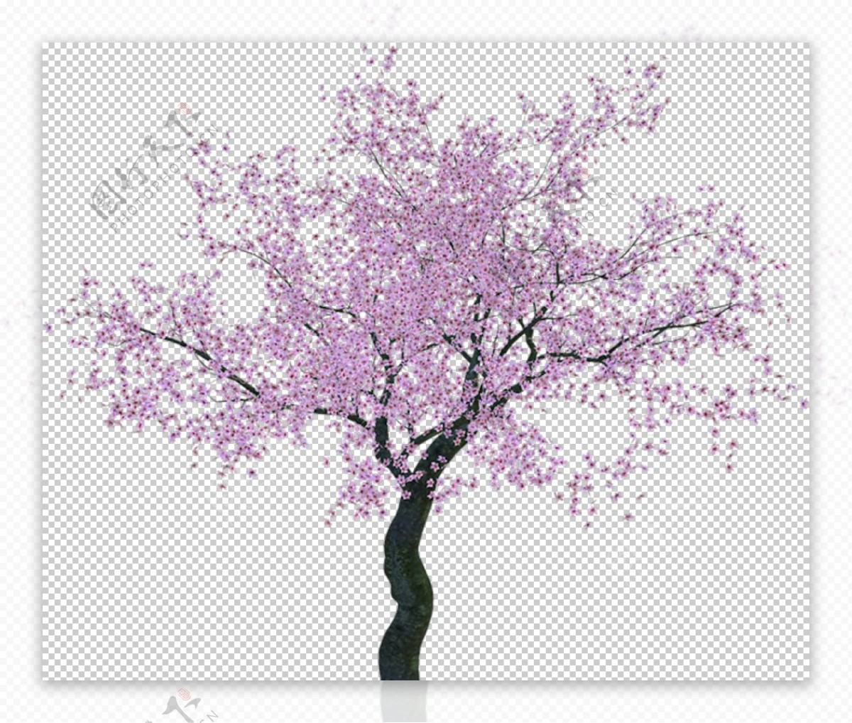 粉色樱花装饰图片