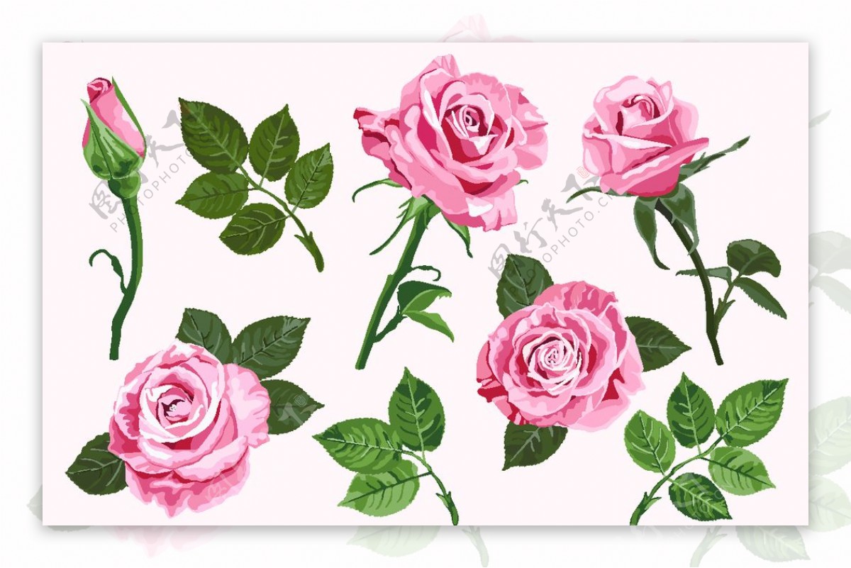 玫瑰月季花骨朵图片