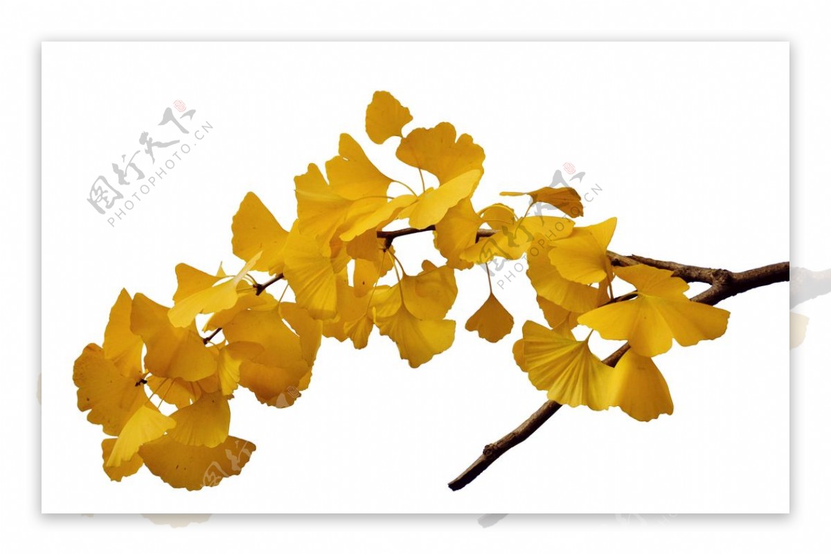 秋天黄色银杏叶png素材图片