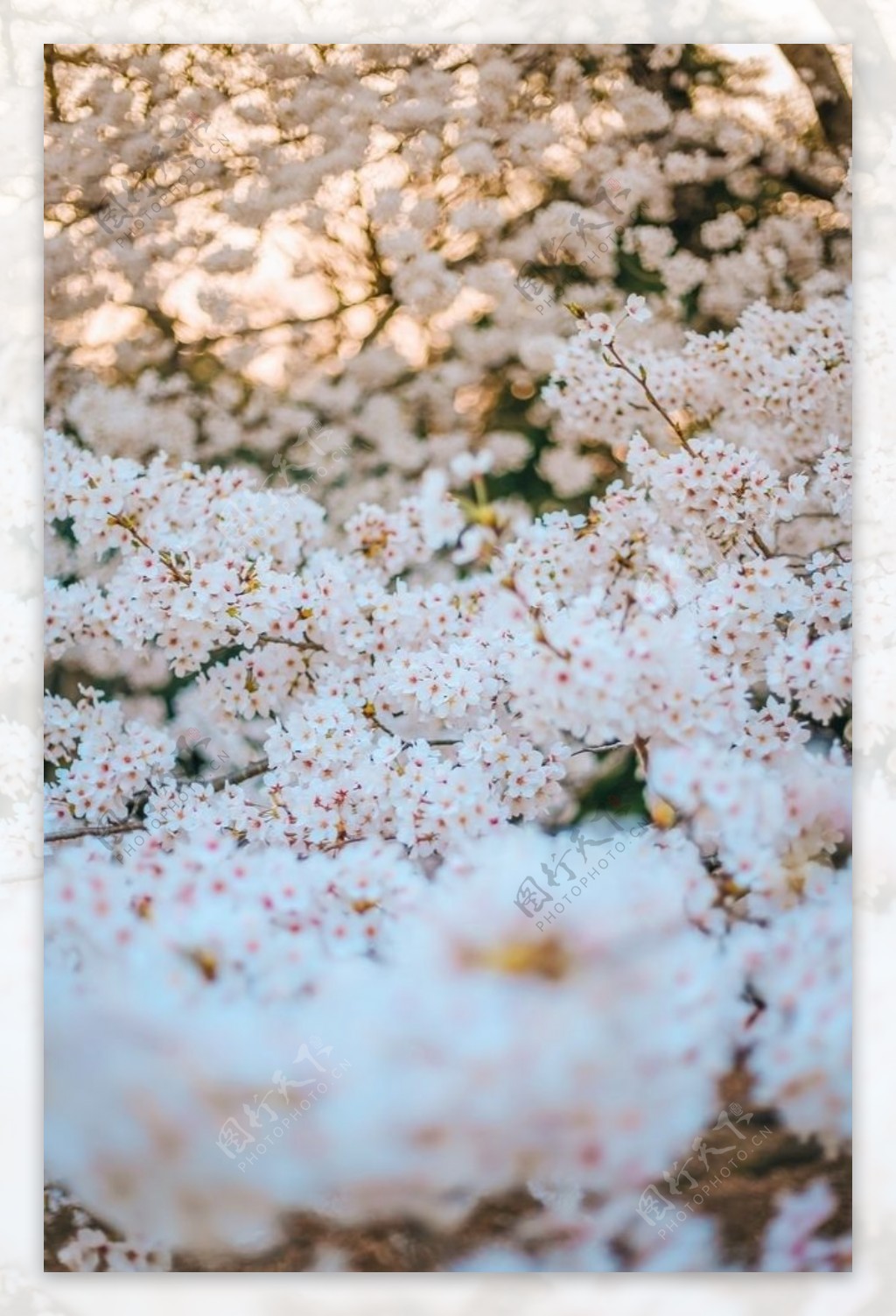 樱花花朵春日图片