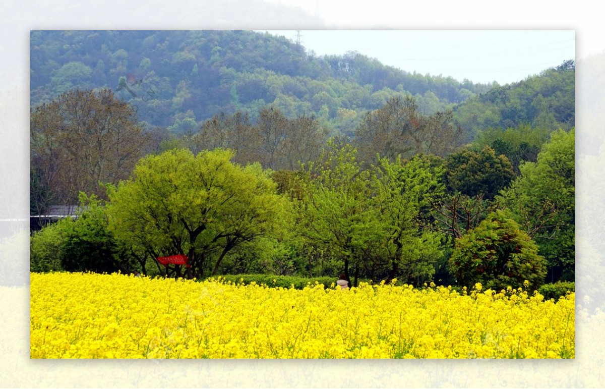 油菜花图片