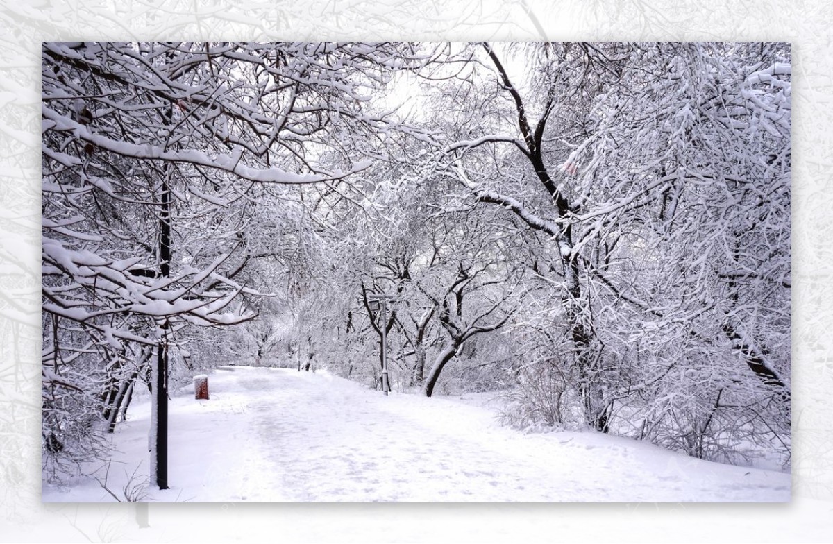 森林雪景图片