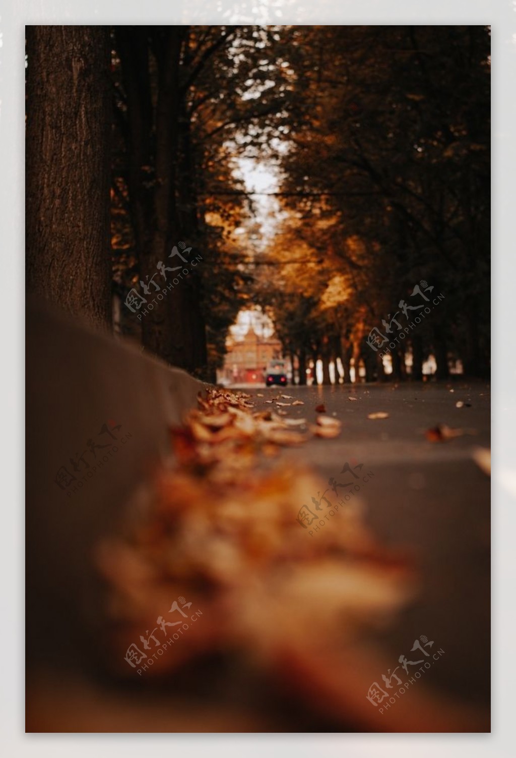 清晨秋天的街道图片