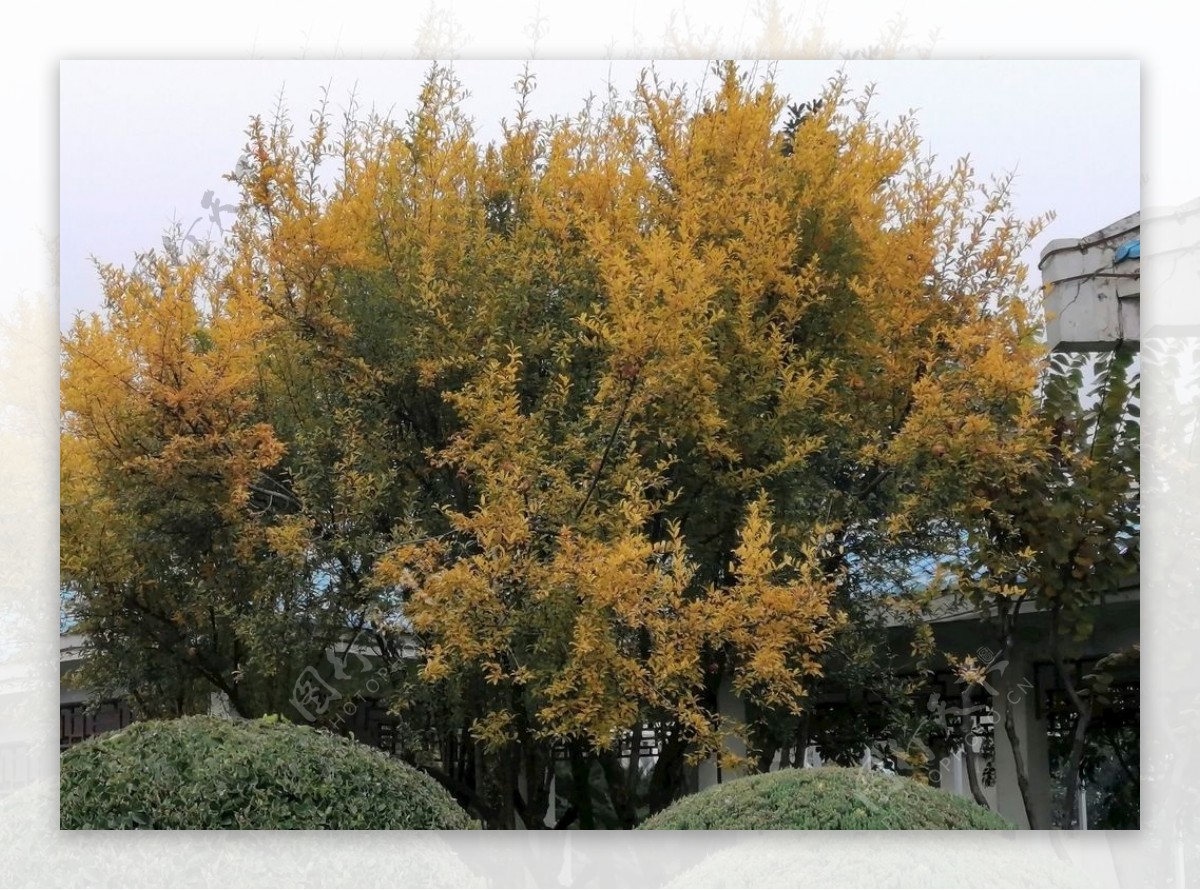 黄色树叶树木素材花草素图片