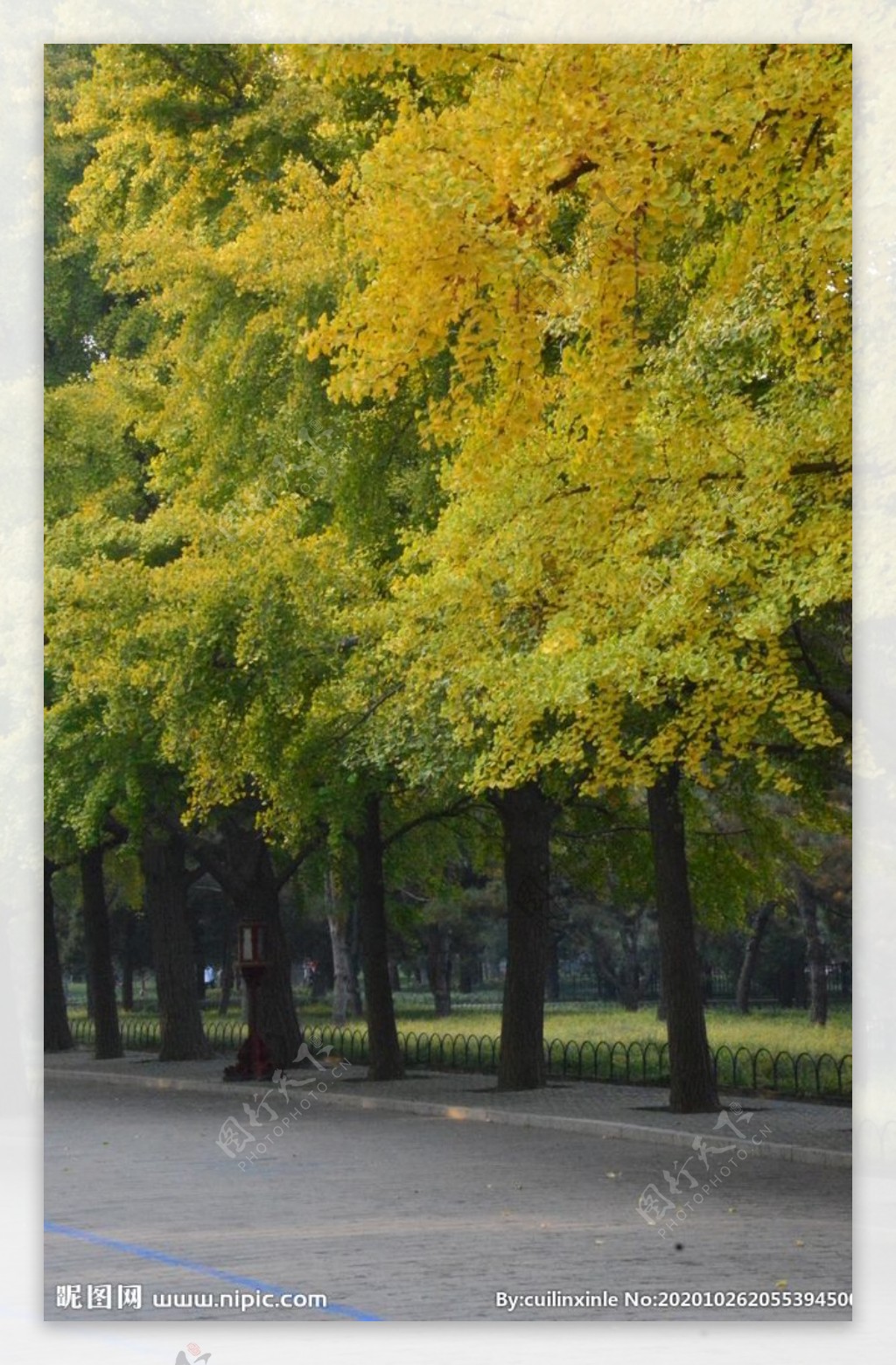 天坛银杏树图片