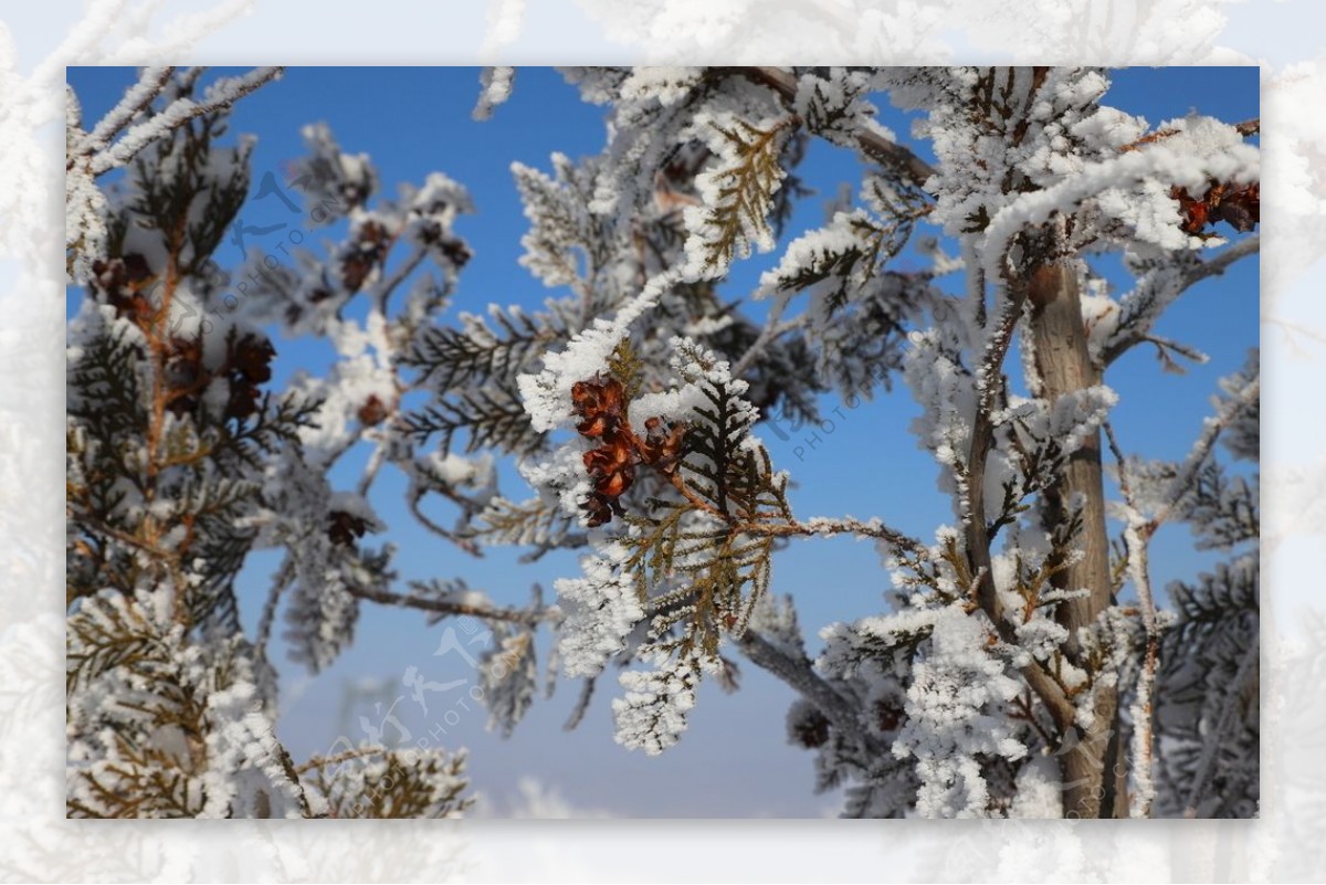 雪压青松图片