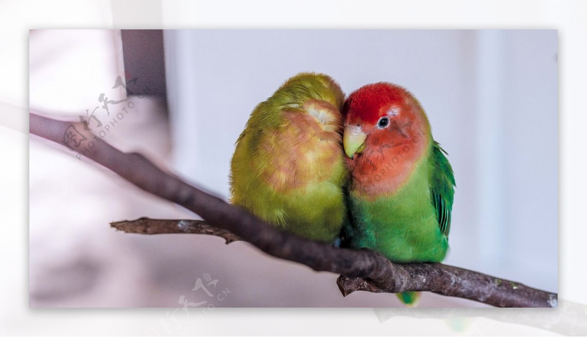 绿色爱情鸟树枝鹦鹉鸟图片