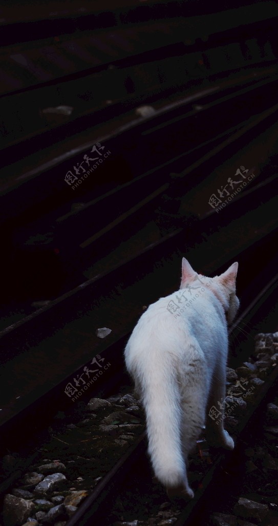 和优雅白猫擦身而过怀旧记录摄影图片