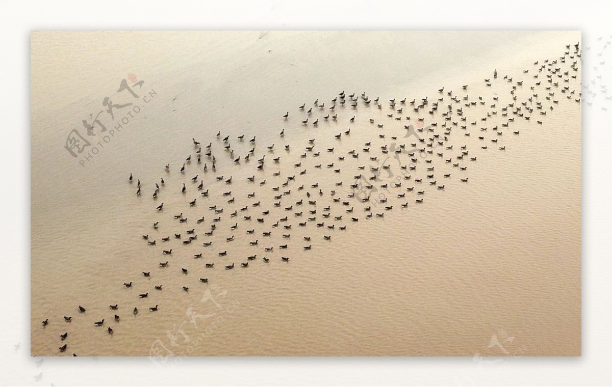 河南黄河湿地万鸟图片