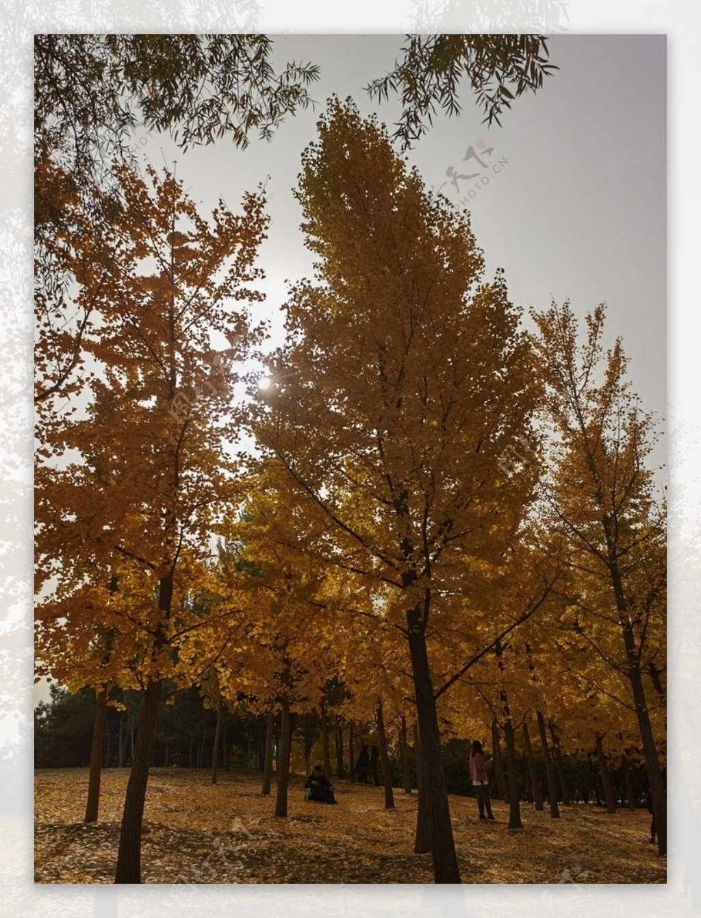 秋天红色枫树林枫树树林图片