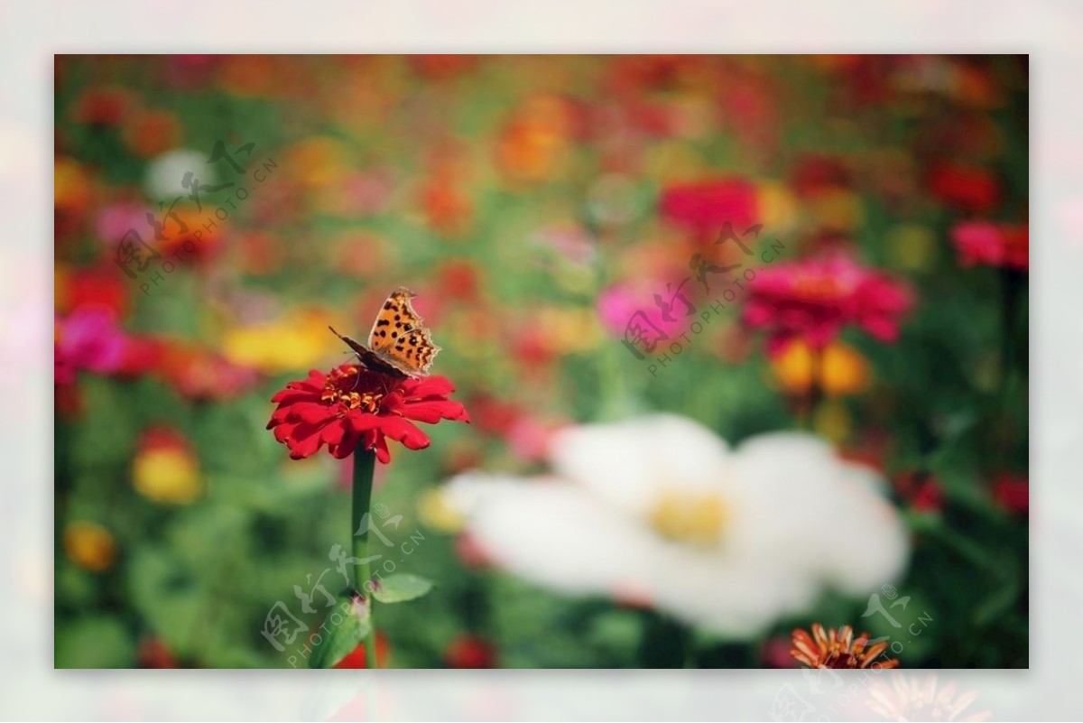 花丛中的小蝴蝶图片