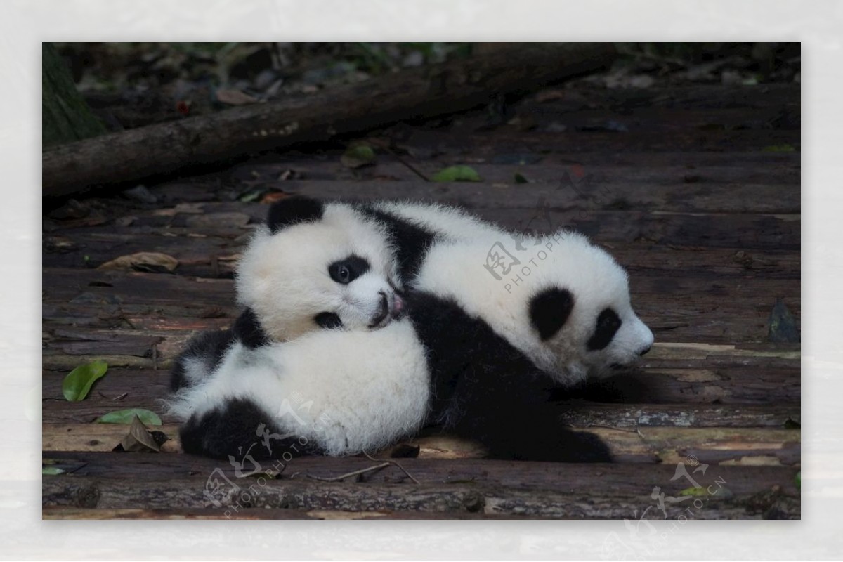 大熊猫可爱宝宝动图片