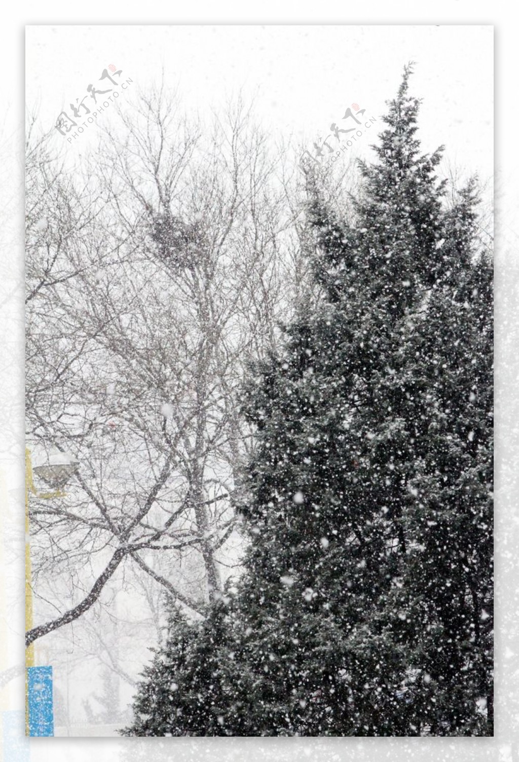 大雪中的松树图片