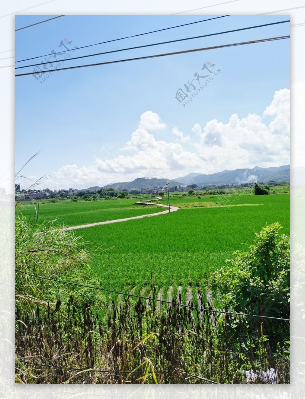 农村水稻种植风景图片