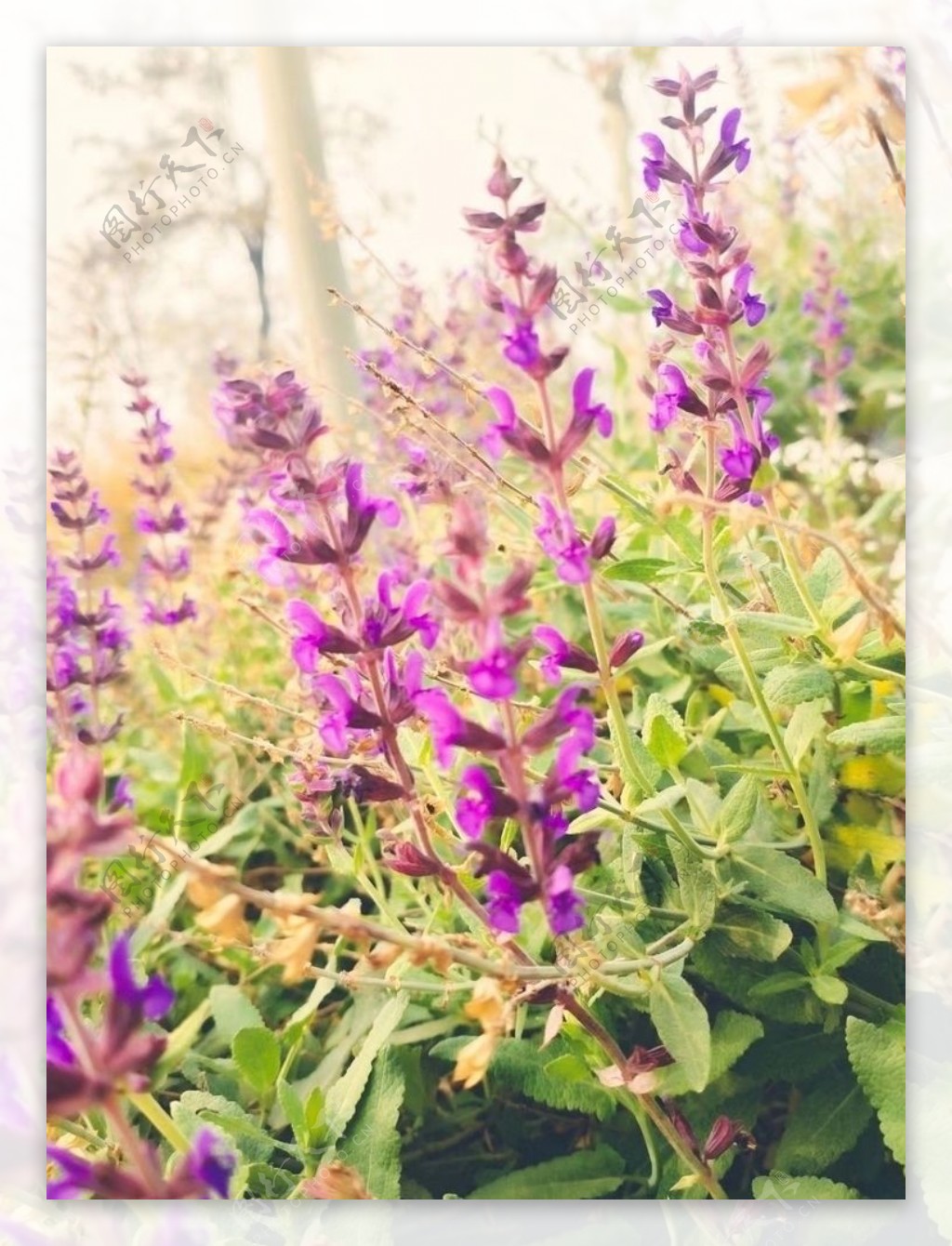 紫色花背景图图片
