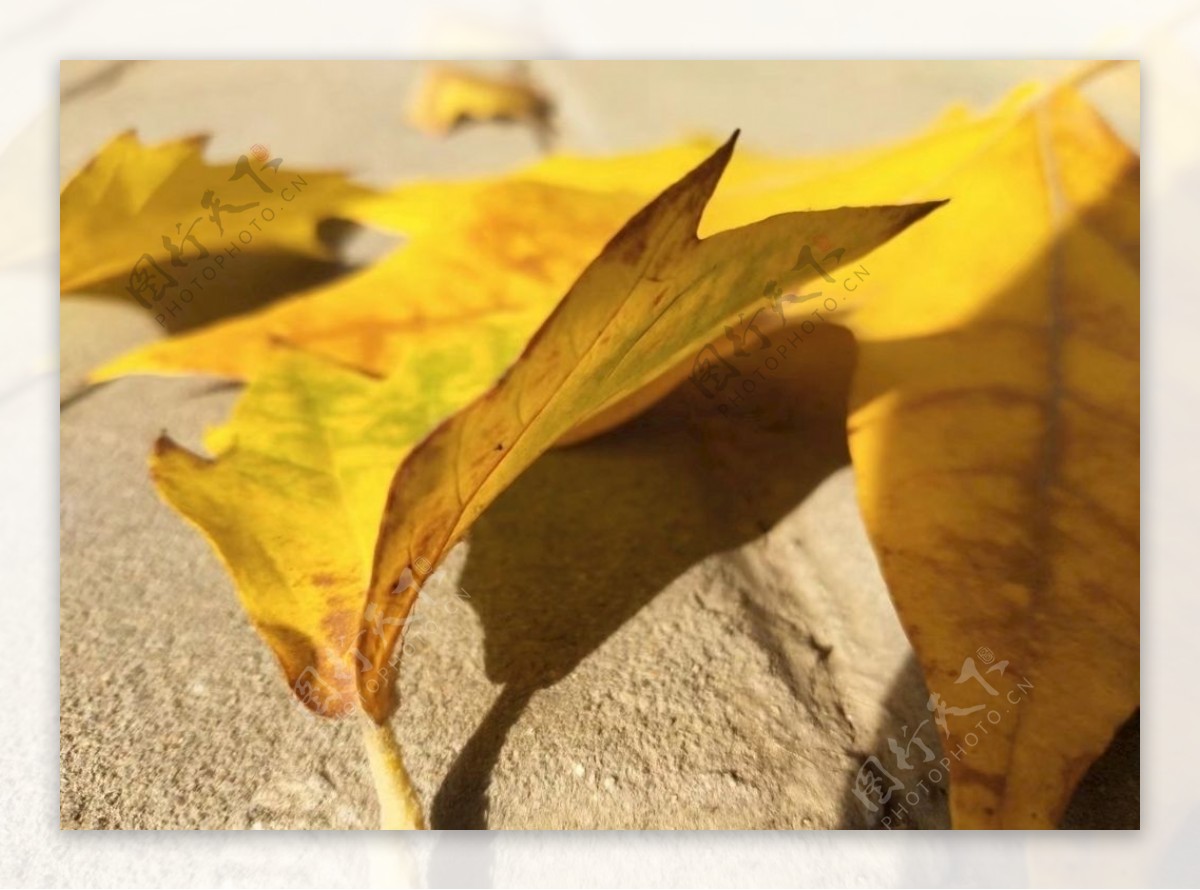 散落的树叶背景图片