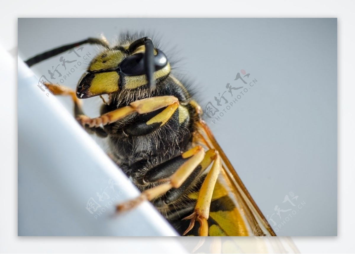 大黄蜂胡蜂黑尾胡蜂马蜂图片