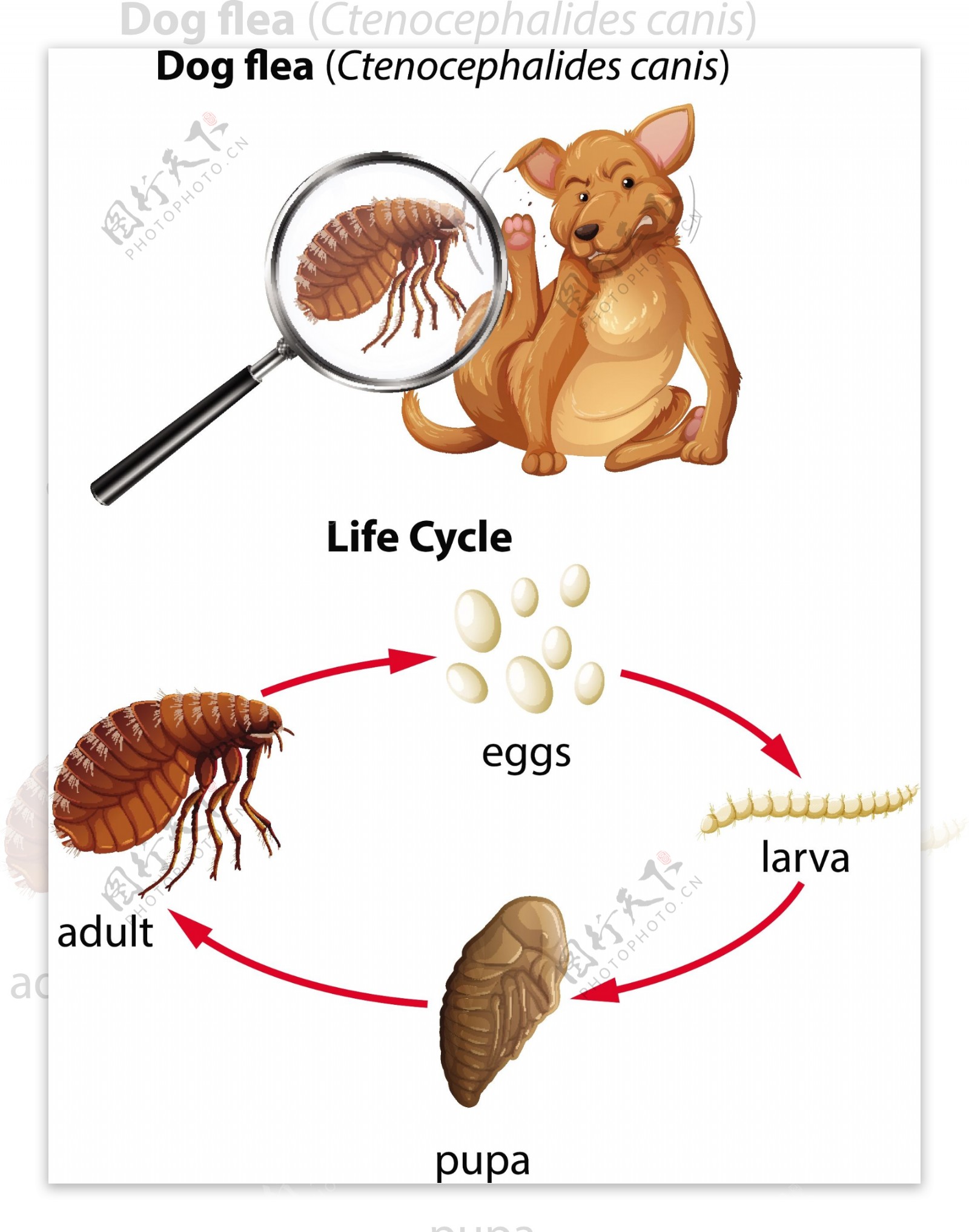 卡通昆虫图片