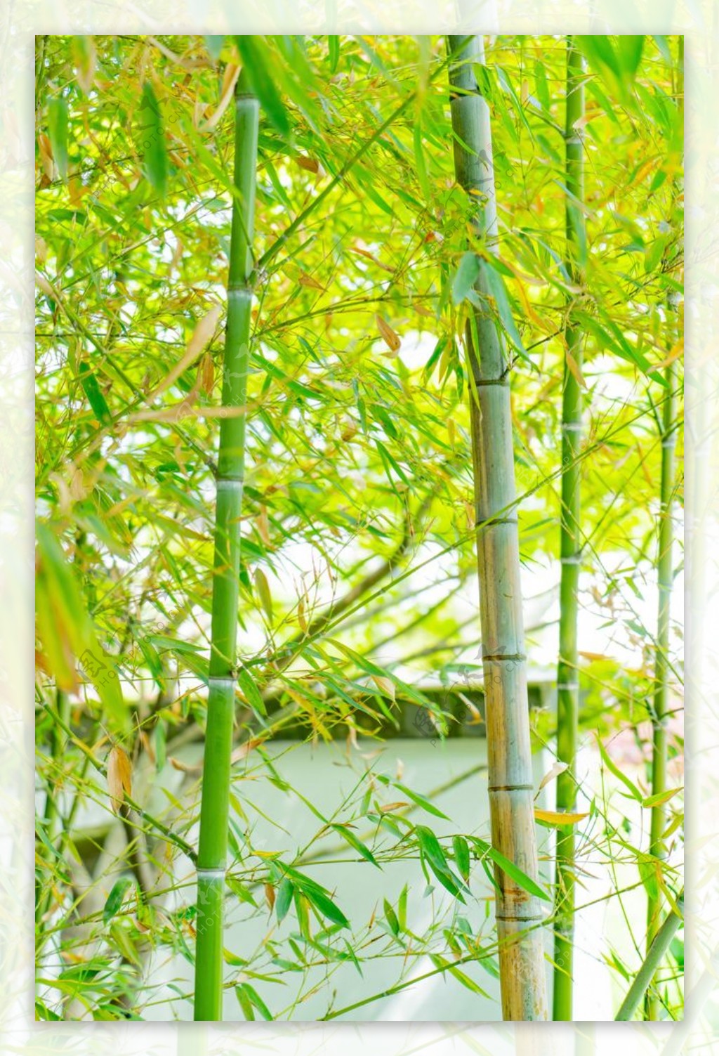 护眼绿色竹子图片