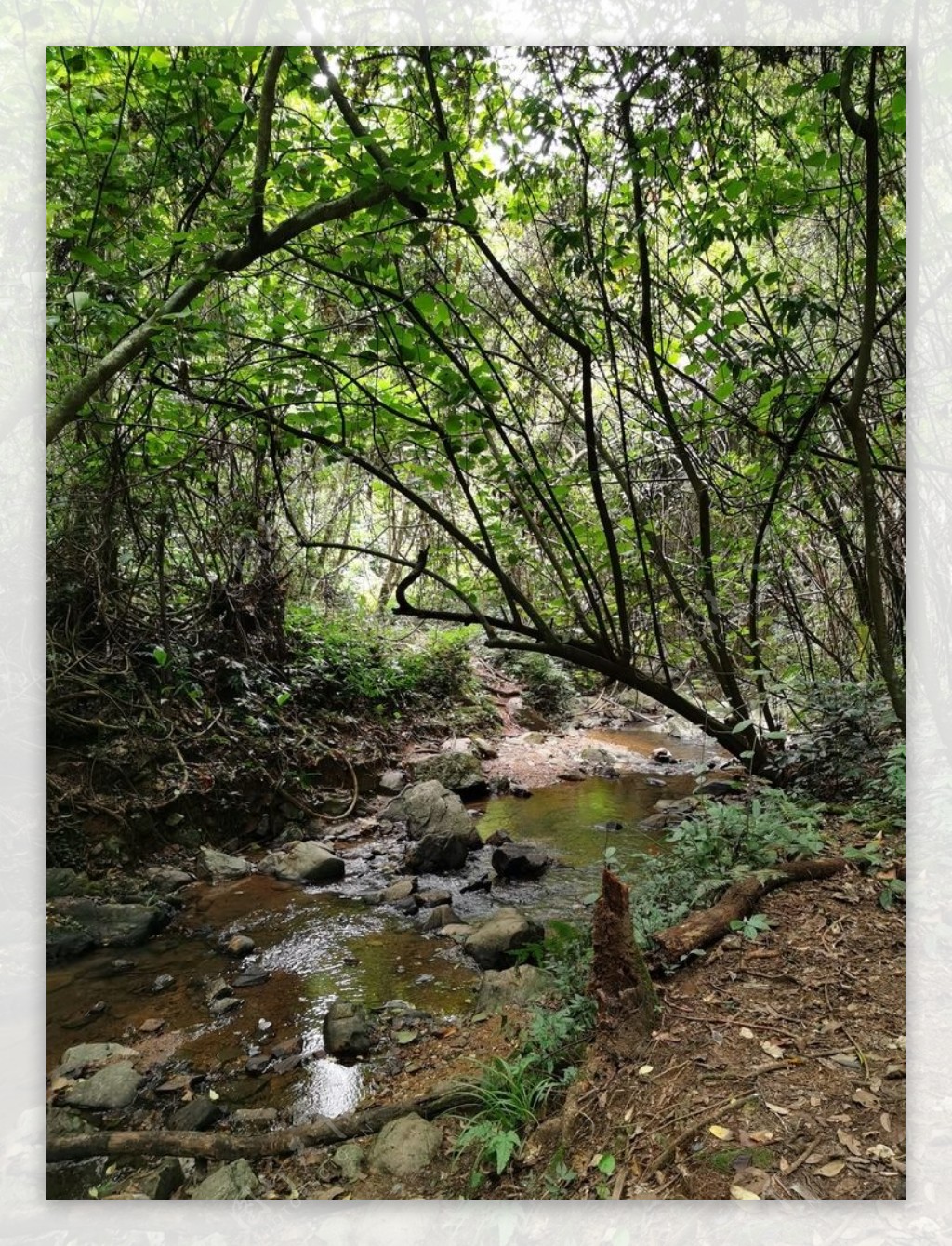 原始森林里的小溪流图片