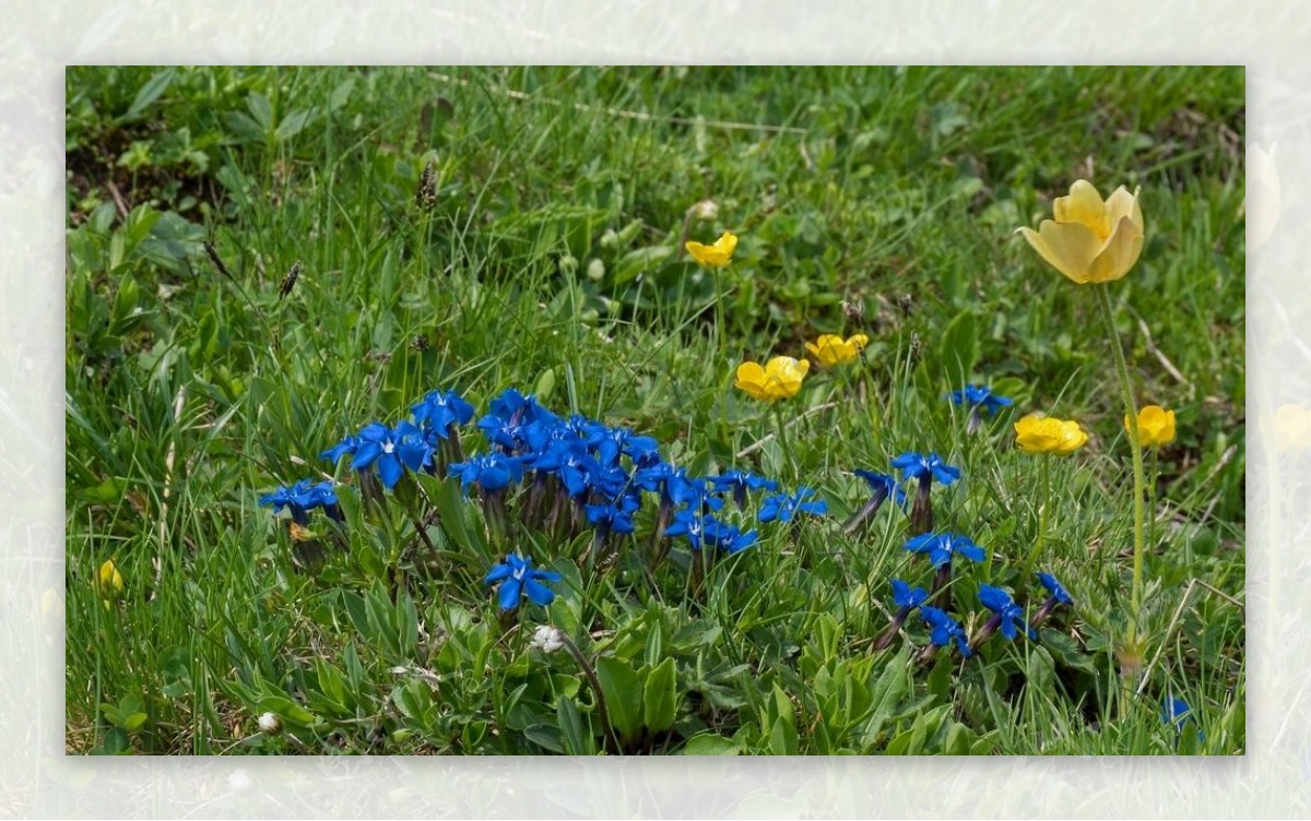 蓝色的龙胆花图片