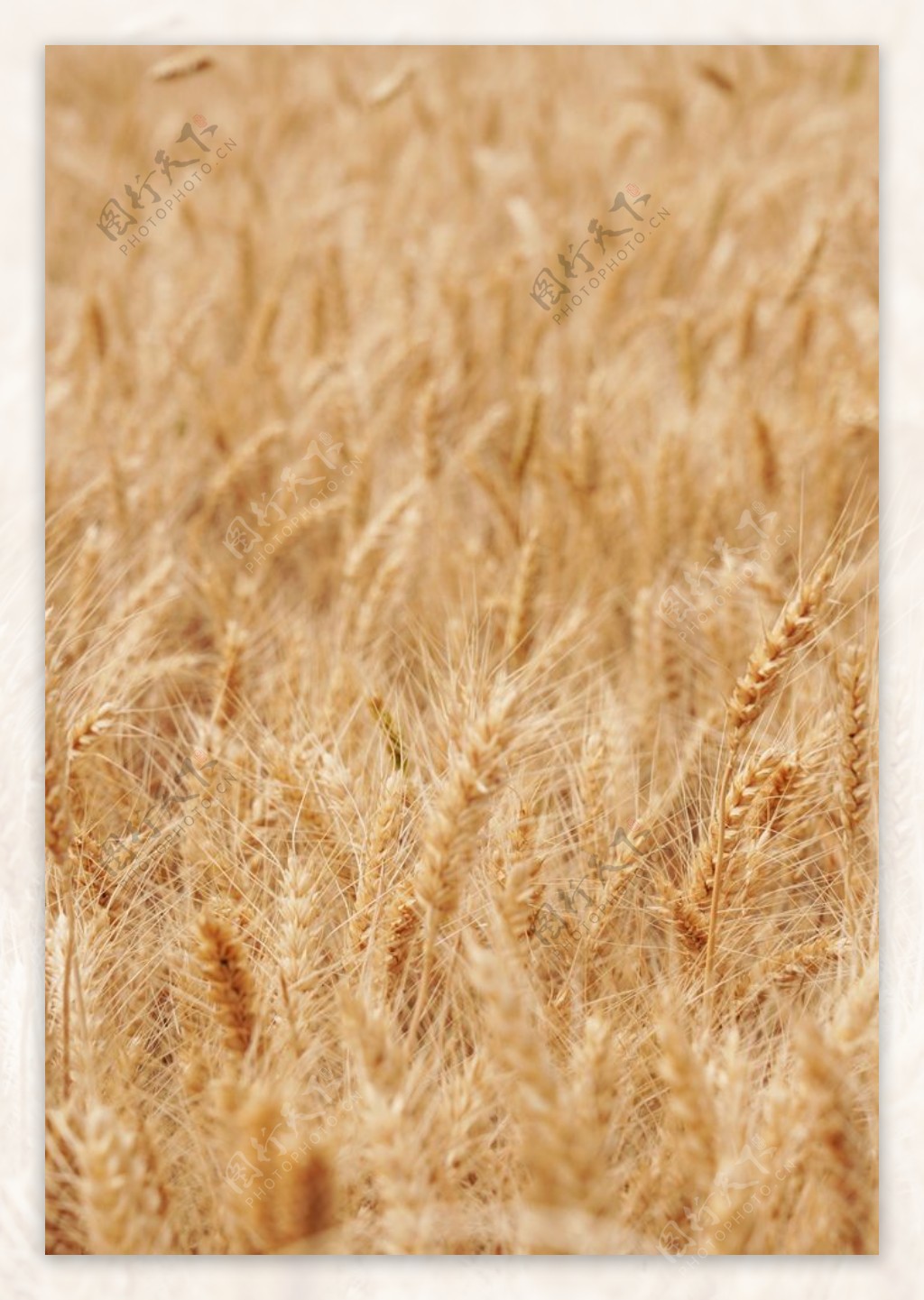 小麦成熟摄影图高清摄影大图-千库网