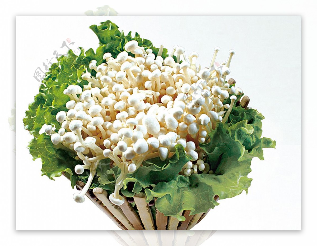 豫菜鲜金针菇图片