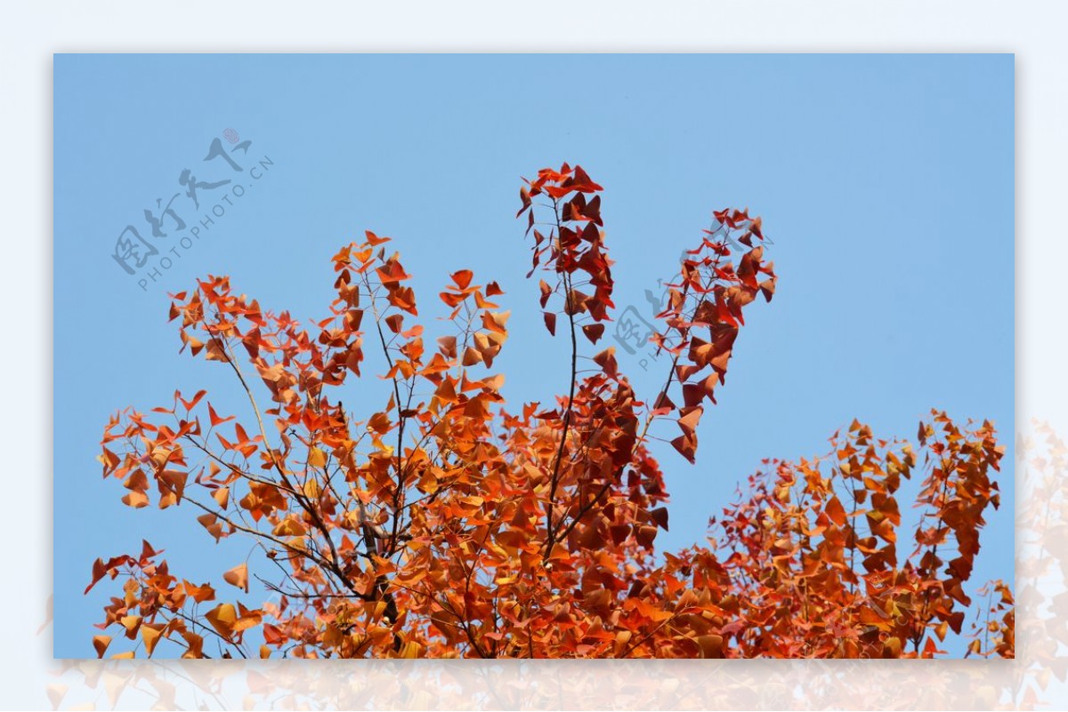 秋天红树叶图片