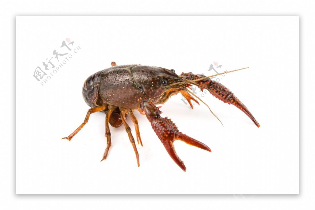 小龙虾食材背景海报素材图片