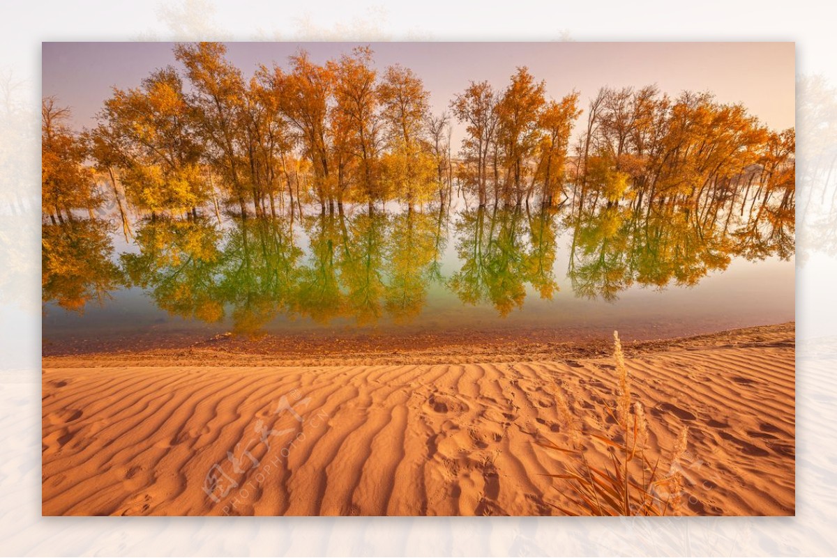 沙漠胡杨湖水图片