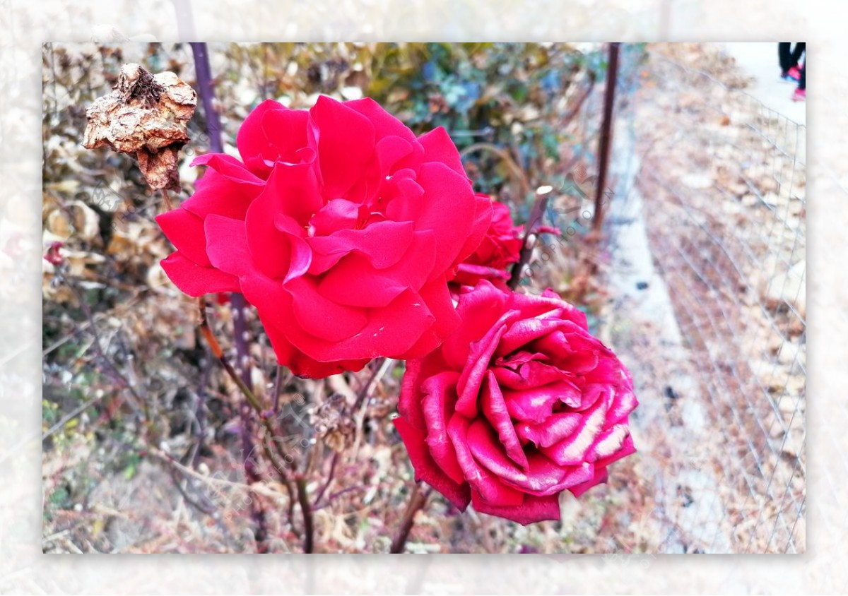 红玫瑰图片