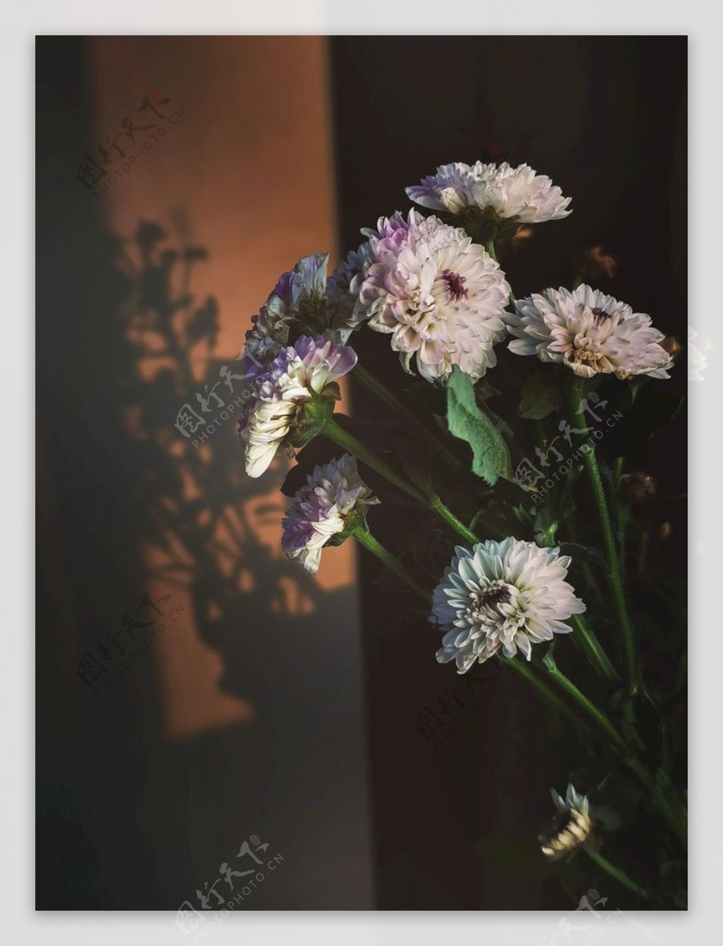 阳光下的野菊花图片