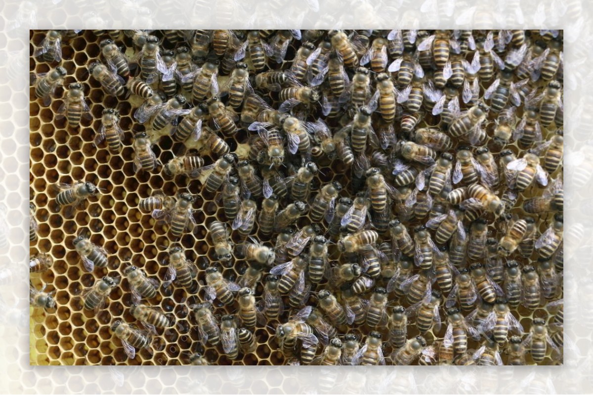 蜜蜂蜂箱图片