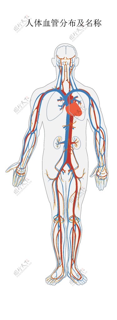 人体血管分布结构图图片