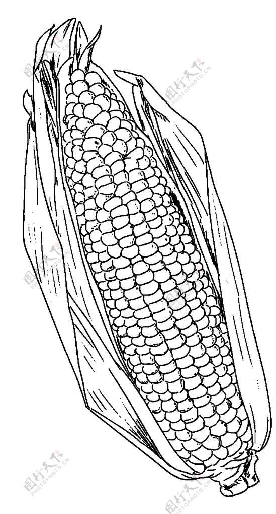 玉米线稿图片
