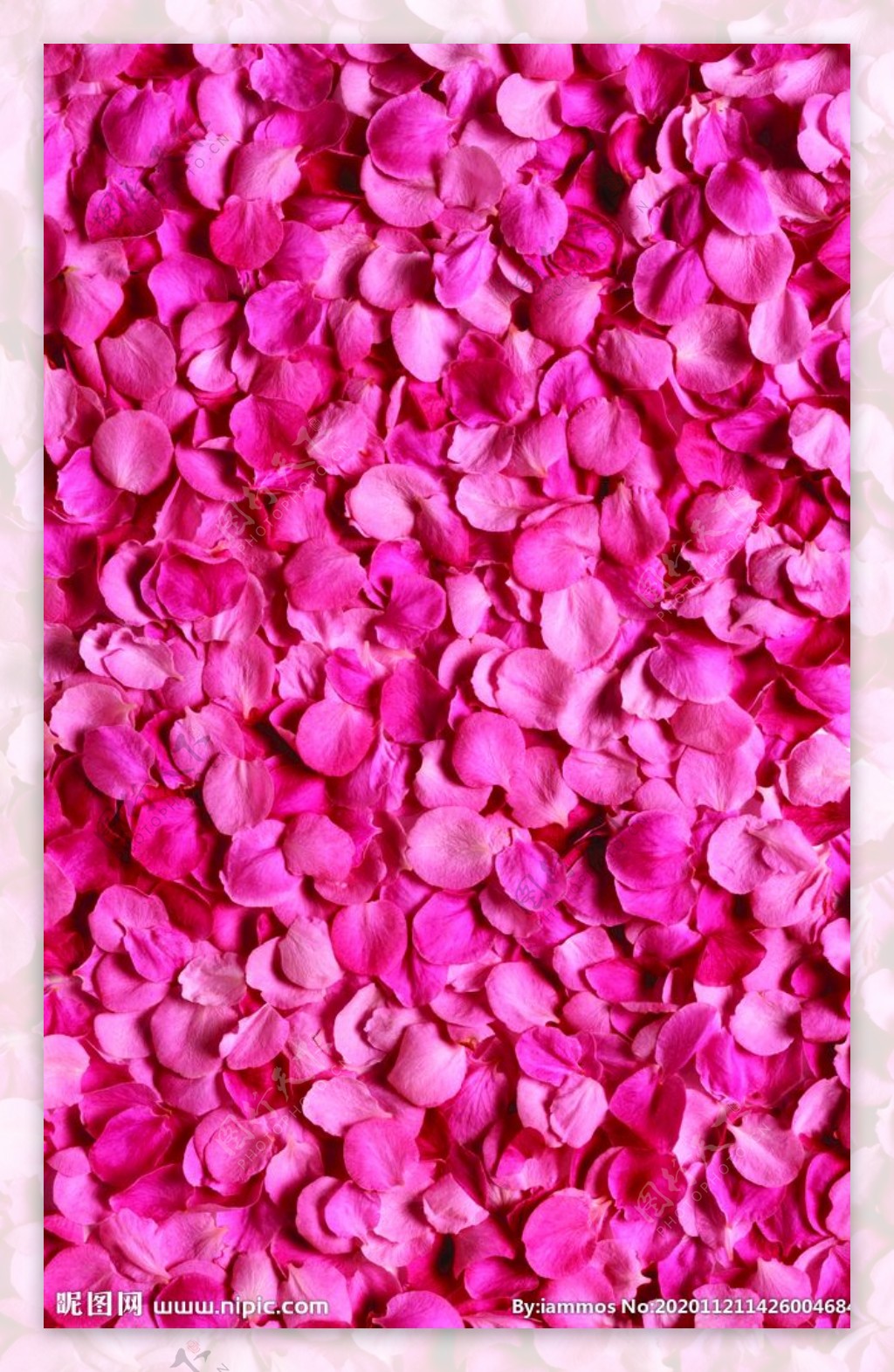 玫瑰花瓣背景图片