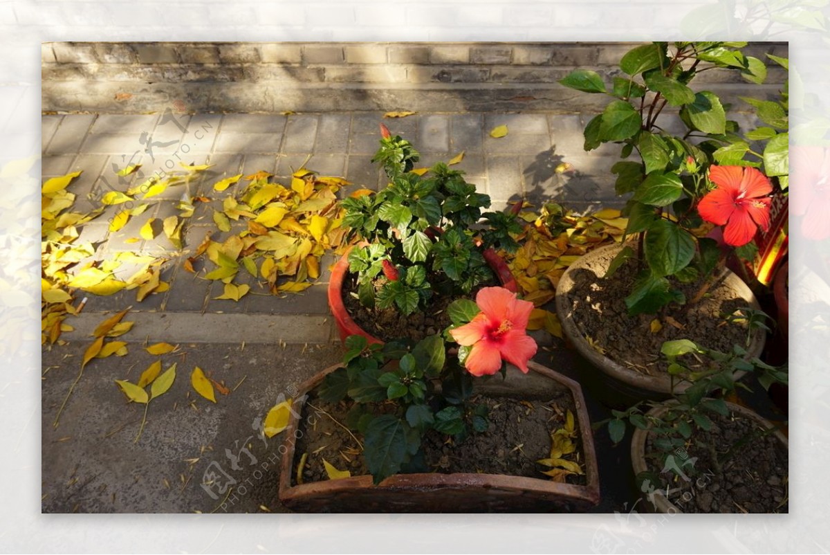 秋色与花朵图片