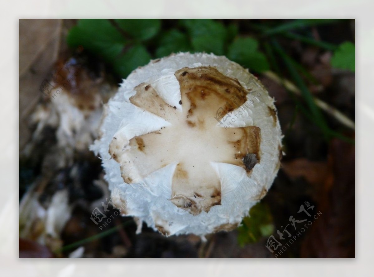 亚白环黏小奥德蘑-车八岭大型真菌图-图片