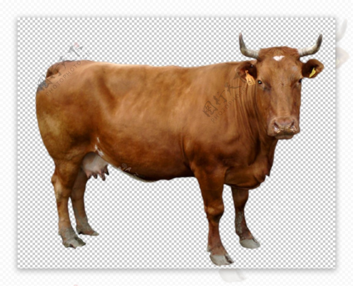 草地上的黃牛PSD圖案素材免費下載，圖片尺寸2000 × 2000px - Lovepik