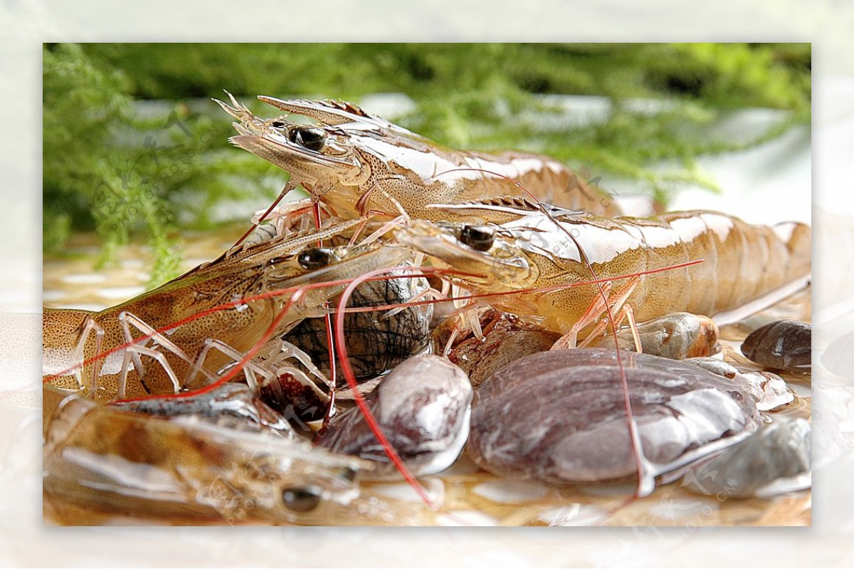 海鲜基尾虾图片