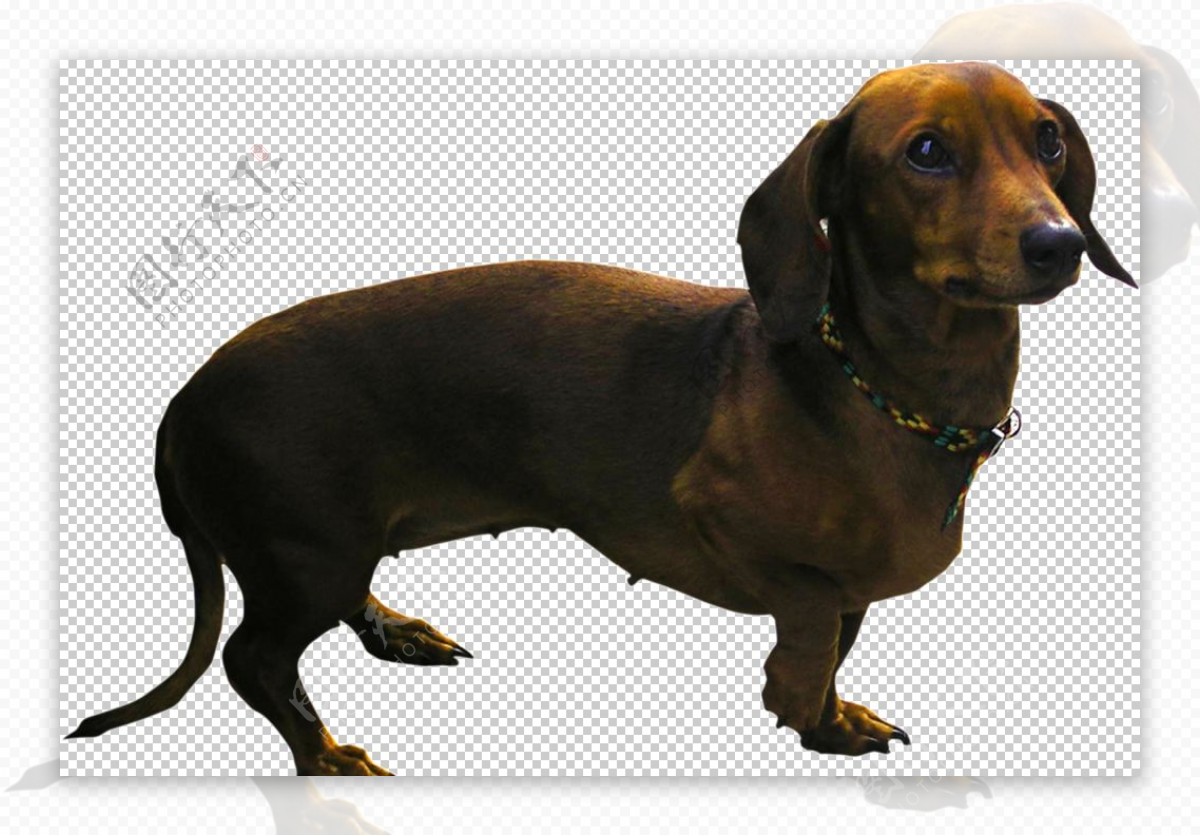 壁纸1440×900长毛腊肠犬图片 宠物狗狗明星图片壁纸,宠物狗狗图鉴-迷你腊肠犬壁纸(第二集)壁纸图片-动物壁纸-动物图片素材-桌面壁纸