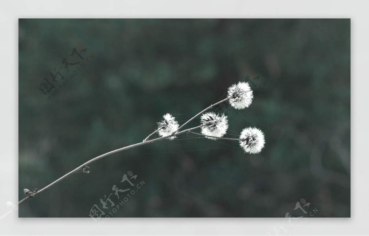 白色花朵绿叶植物背景图片
