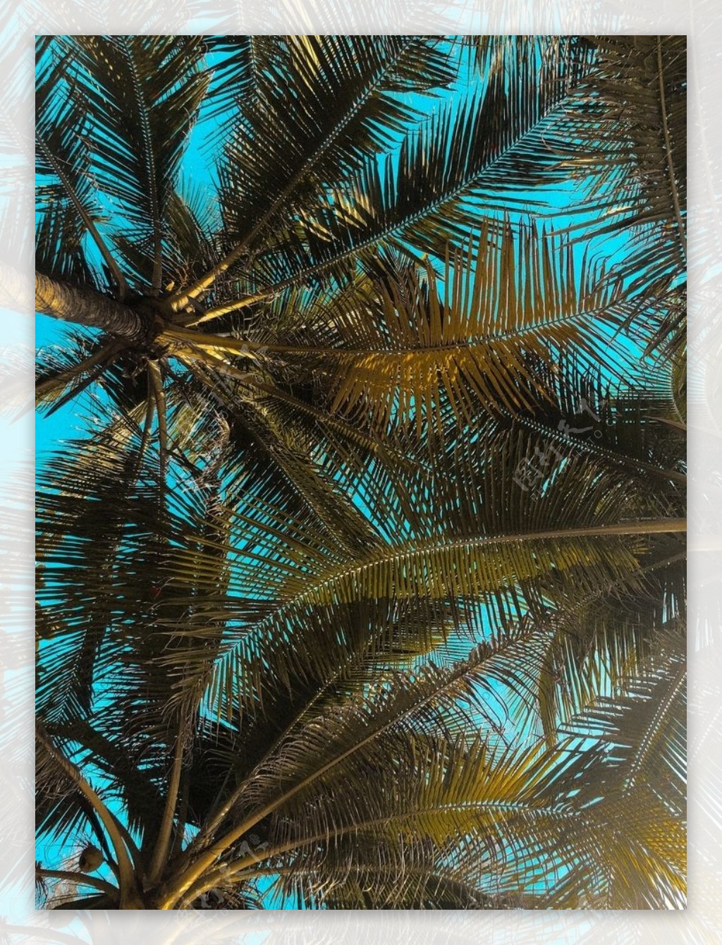 棕榈树 免费图片 - Public Domain Pictures