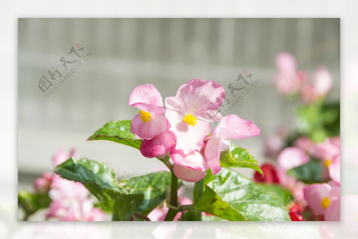 花卉摄影素材粉色四季海棠图片