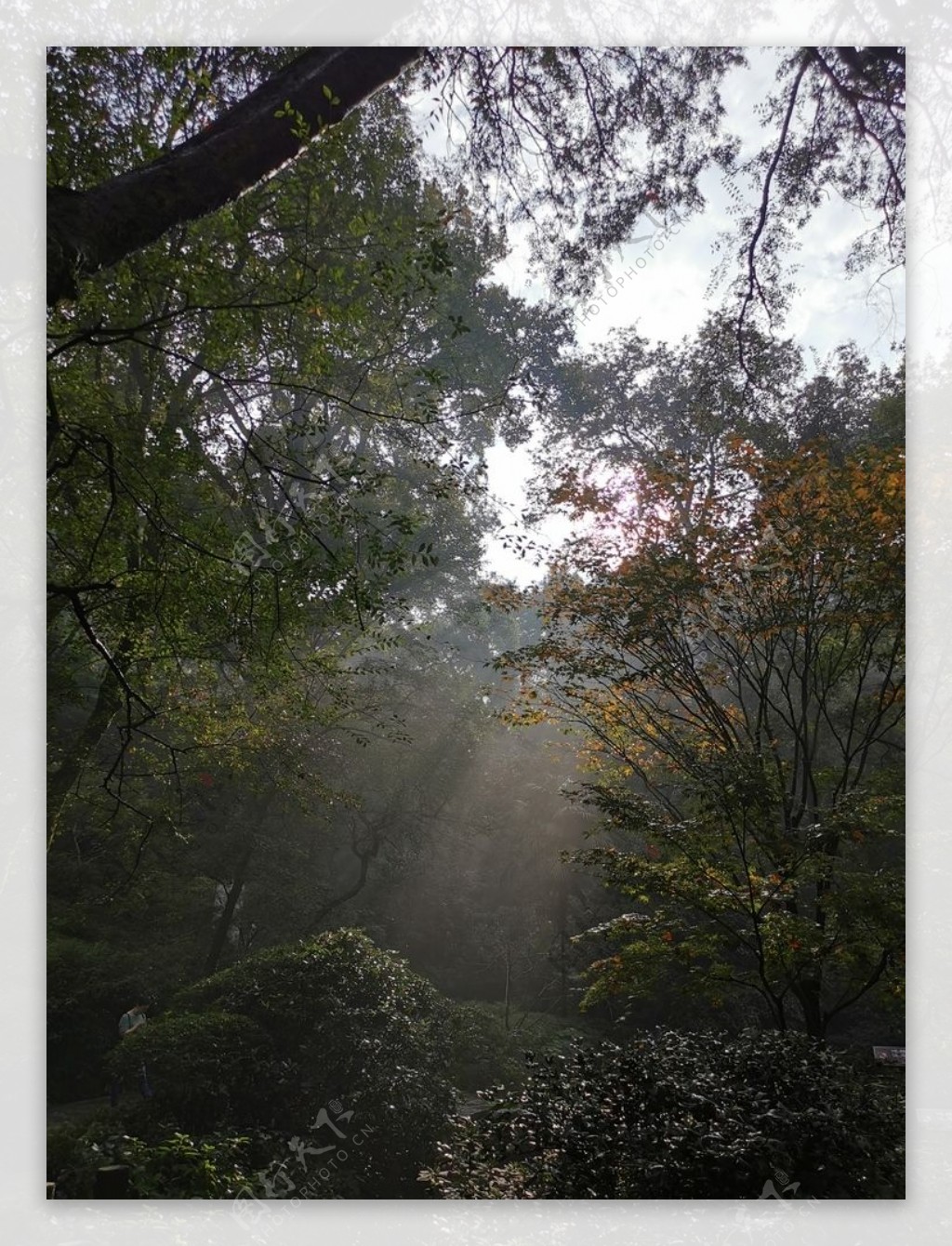 林间之光图片